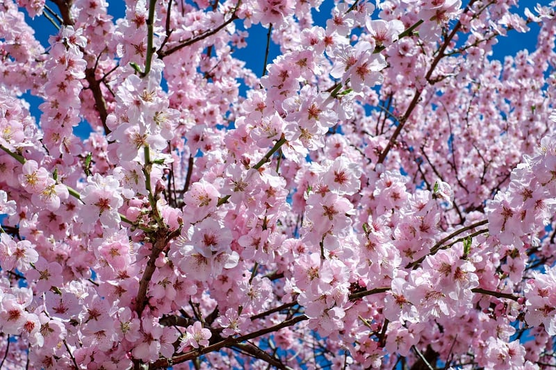Japanese Cherry Blossom Theme